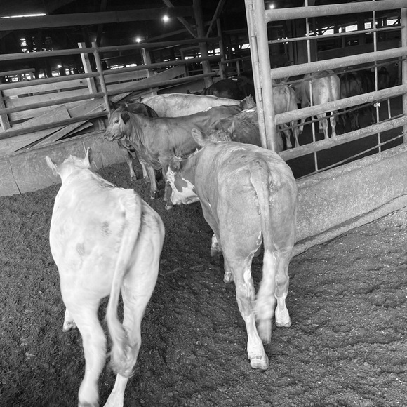 Meet your Posher, Alexis - Picture 7 of 11